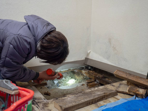 Best Indoor Air Quality Assessment  in Bullhead City, AZ