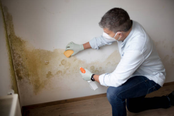 Best Asbestos and Lead Testing During Mold Inspection  in Bullhead City, AZ
