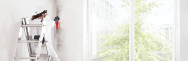 Best Attic Mold Removal  in Bullhead City, AZ