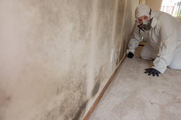 Trusted Bullhead City, AZ Mold Removal Experts